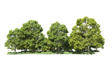 Beyaz arka plan üzerinde izole ağaçlar grubu
