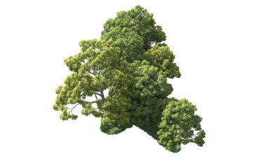 Beyaz arka plan üzerinde izole ağaçlar grubu