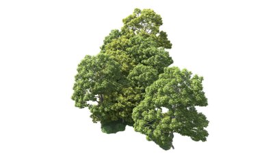 Beyaz arka plan üzerinde izole ağaçlar grubu