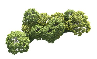 Beyaz arka plan üzerinde izole ağaçlar grubu