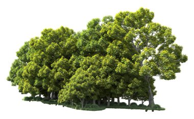 Beyaz arka plan üzerinde izole ağaçlar grubu