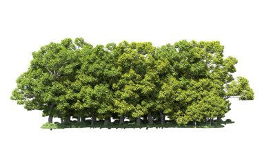 Beyaz arka plan üzerinde izole ağaçlar grubu