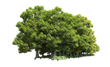 Beyaz arka plan üzerinde izole ağaçlar grubu