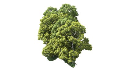 Beyaz arka plan üzerinde izole ağaçlar grubu