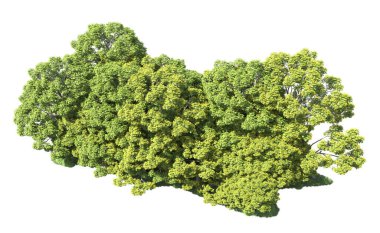 Beyaz arka plan üzerinde izole ağaçlar grubu