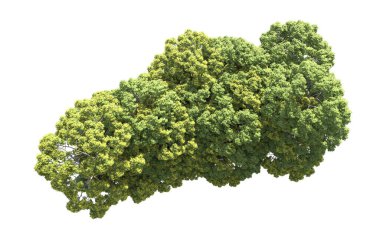 Beyaz arka plan üzerinde izole ağaçlar grubu