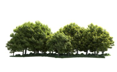 Beyaz arka plan üzerinde izole ağaçlar grubu