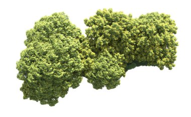 Beyaz arka plan üzerinde izole ağaçlar grubu