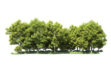 Beyaz arka plan üzerinde izole ağaçlar grubu