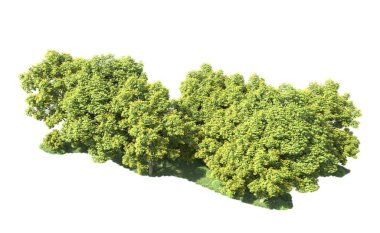 Beyaz arka plan üzerinde izole ağaçlar grubu