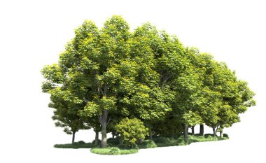 Beyaz arka plan üzerinde izole ağaçlar grubu