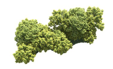 Beyaz arka plan üzerinde izole ağaçlar grubu