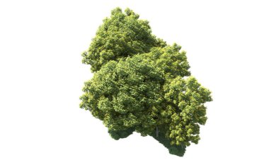 Beyaz arka plan üzerinde izole ağaçlar grubu