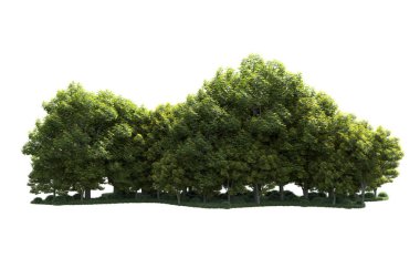 Beyaz arka plan üzerinde izole ağaçlar grubu