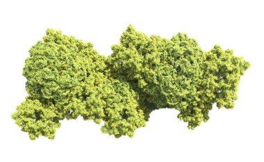 Beyaz arka plan üzerinde izole ağaçlar grubu