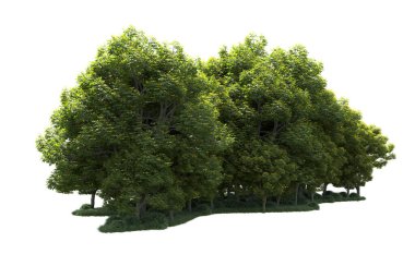 Beyaz arka plan üzerinde izole ağaçlar grubu