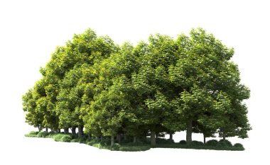 Beyaz arka plan üzerinde izole ağaçlar grubu