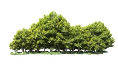 Beyaz arka plan üzerinde izole ağaçlar grubu