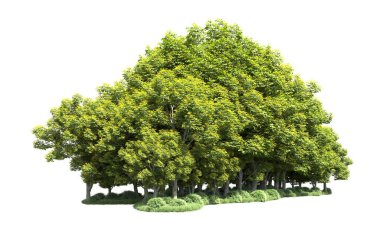 Beyaz arka plan üzerinde izole ağaçlar grubu