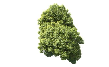 Beyaz arka plan üzerinde izole ağaçlar grubu