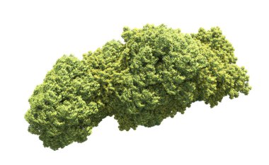 Beyaz arka plan üzerinde izole ağaçlar grubu