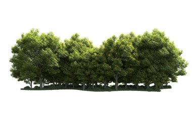 Beyaz arka plan üzerinde izole ağaçlar grubu