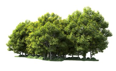 Beyaz arka plan üzerinde izole ağaçlar grubu