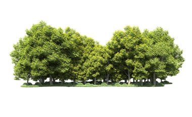 Beyaz arka plan üzerinde izole ağaçlar grubu