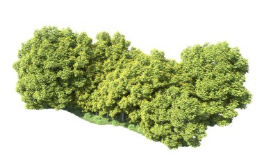 Beyaz arka plan üzerinde izole ağaçlar grubu