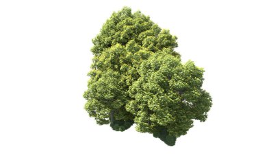 Beyaz arka plan üzerinde izole ağaçlar grubu