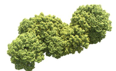 Beyaz arka plan üzerinde izole ağaçlar grubu