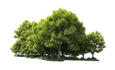 Beyaz arka plan üzerinde izole ağaçlar grubu