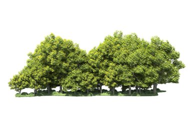 Beyaz arka plan üzerinde izole ağaçlar grubu