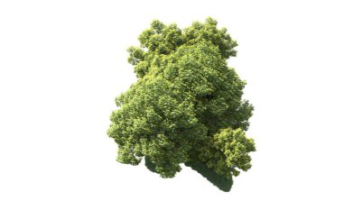 Beyaz arka plan üzerinde izole ağaçlar grubu