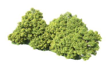 Beyaz arka plan üzerinde izole ağaçlar grubu