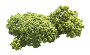 Beyaz arka plan üzerinde izole ağaçlar grubu