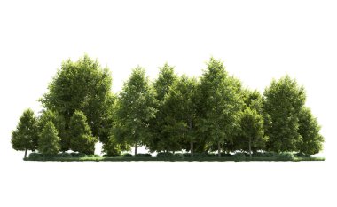 Beyaz arka plan üzerinde izole ağaçlar grubu