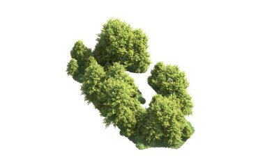 Beyaz arka plan üzerinde izole ağaçlar grubu