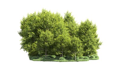 Beyaz arka plan üzerinde izole ağaçlar grubu