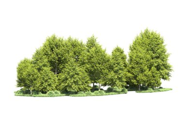 Beyaz arka plan üzerinde izole ağaçlar grubu