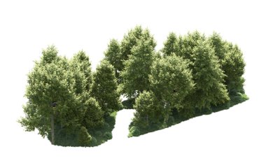 Beyaz arka plan üzerinde izole ağaçlar grubu