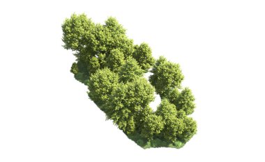 Beyaz arka plan üzerinde izole ağaçlar grubu