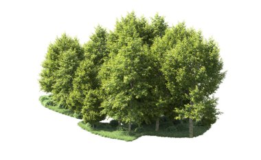 Beyaz arka plan üzerinde izole ağaçlar grubu