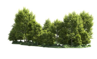 Beyaz arka plan üzerinde izole ağaçlar grubu