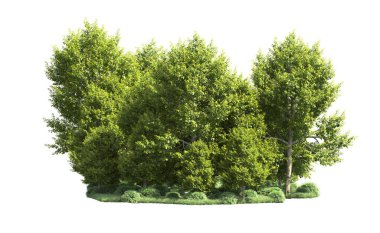 Beyaz arka plan üzerinde izole ağaçlar grubu