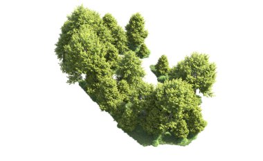 Beyaz arka plan üzerinde izole ağaçlar grubu