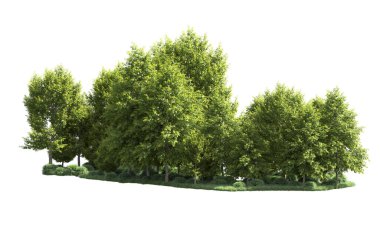 Beyaz arka plan üzerinde izole ağaçlar grubu