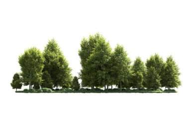 Beyaz arka plan üzerinde izole ağaçlar grubu