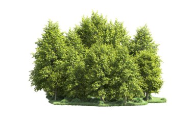 Beyaz arka plan üzerinde izole ağaçlar grubu