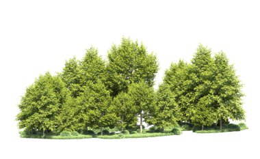 Beyaz arka plan üzerinde izole ağaçlar grubu